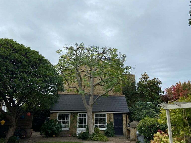 How Tree Surgery Protects Nearby Buildings And Structures