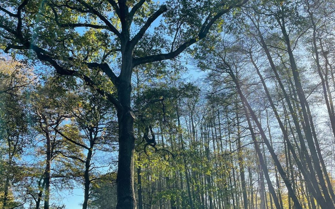 Common Mistakes Homeowners Make When Caring For Mature Trees