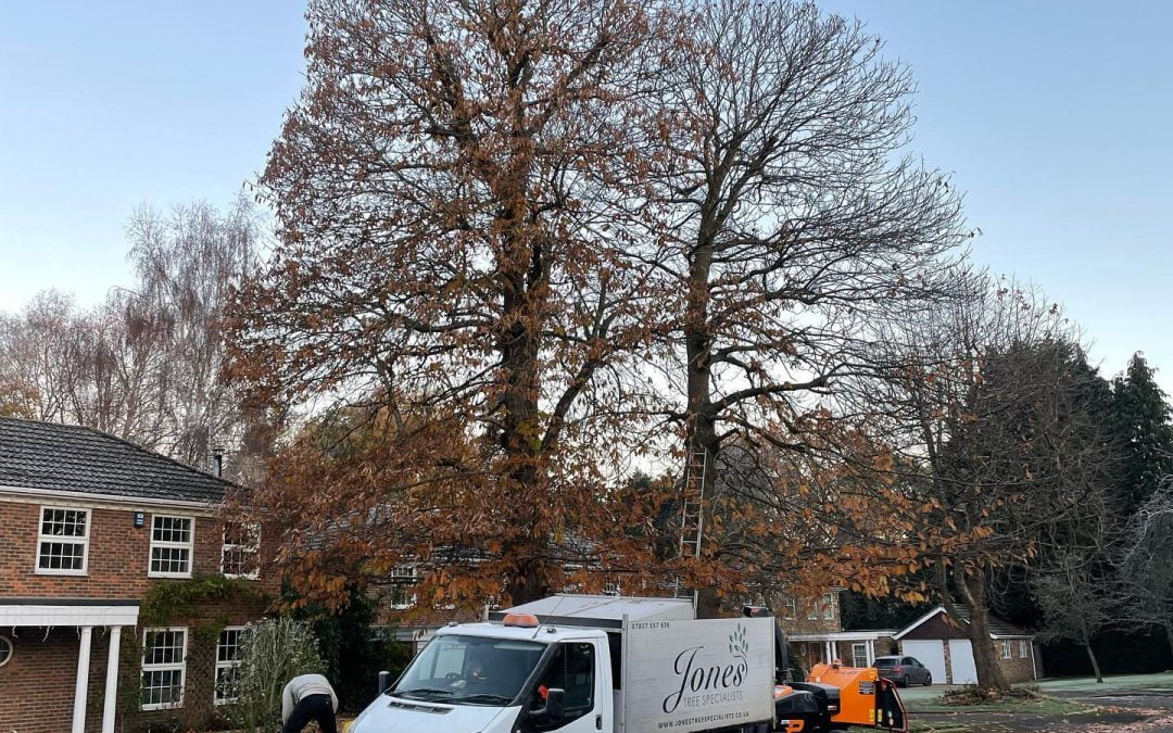 What Are the Signs You Need a Professional Tree Surgeon?