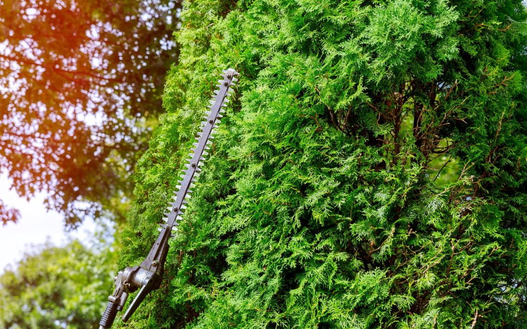 Hedge Cutting Guildford