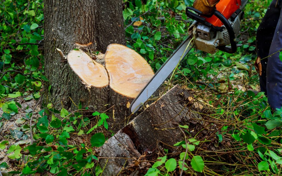 The Role Of Tree Surgery In Managing Overgrown Garden Spaces