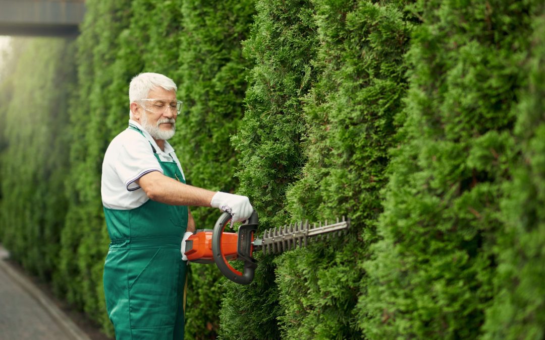 Keep Trees Thriving with 5 Tips from Tree Surgery Experts