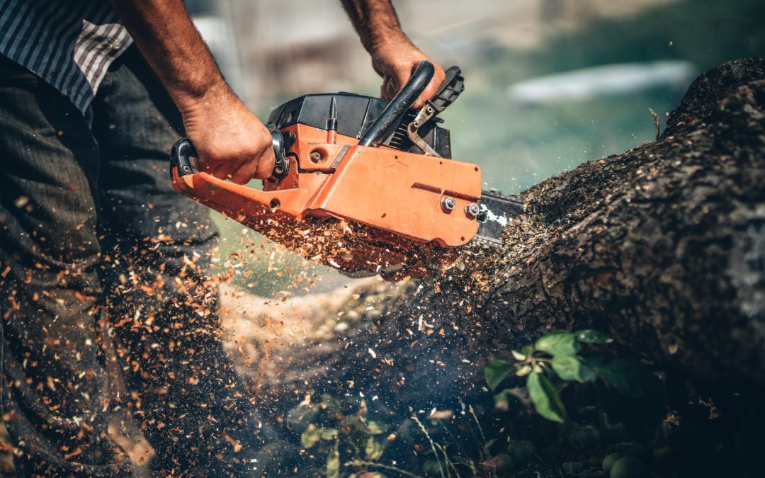 Tree Cutting Services
