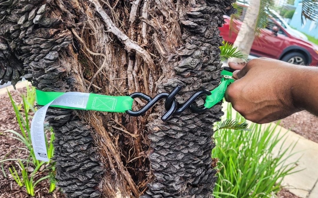 Common Reasons Homeowners Request Crown Reduction For Trees