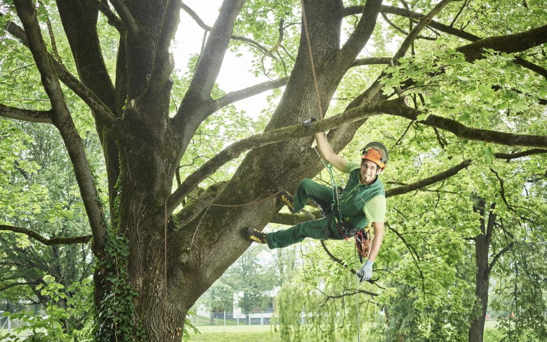 Tips to Hire a Qualified Tree Surgeon in Surrey Safely?